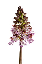 Lady orchid (Orchis purpurea) Rhineland-Palatinate, Germany, May. Meetyourneighbours.net project