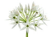 Garlic (Allium ursinum) Rhineland-Palatinate, Germany, May. Meetyourneighbours.net project