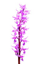 Orchid (Orchis mascula signifera) in flower, Slovenia, Europe, May Meetyourneighbours.net project