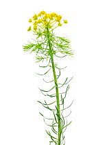 Cypress Spurge (Euphorbia cyparissias) in flower, Slovenia, Europe, May Meetyourneighbours.net project
