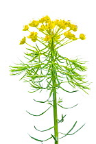 Cypress Spurge (Euphorbia cyparissias) in flower, Slovenia, Europe, May Meetyourneighbours.net project