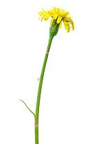 Scorzonera austriaca (Scorzonera austriaca) in flower, Slovenia, Europe, May Meetyourneighbours.net project