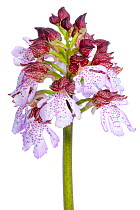Lady orchid (Orchis purpurea)  in flower, Slovenia, Europe, May Meetyourneighbours.net project
