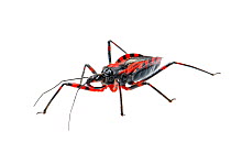Red Assassin Bug (Rhynocoris iracundus), Slovenia, Europe, June Meetyourneighbours.net project