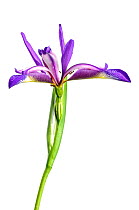 Grass-Leaved Flag (Iris graminea) in flower, Slovenia, Europe, June Meetyourneighbours.net project