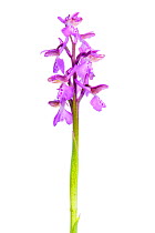 Green-winged Orchid (Orchis morio) in flower, Slovenia, Europe, May Meetyourneighbours.net project