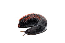 Black Keel Back Slug (Limax cinereoniger) displaying, Slovenia, Europe, May Meetyourneighbours.net project