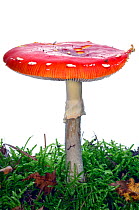 Fly agaric (Amanita muscaria) growing, Slovenia, Europe, October Meetyourneighbours.net project