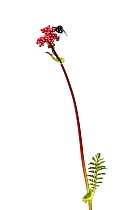 Fern-leaf Dropwort (Filipendula vulgaris) in flower, Slovenia, Europe, May Meetyourneighbours.net project