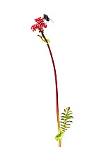 Fern-leaf Dropwort (Filipendula vulgaris) in flower, Slovenia, Europe, May Meetyourneighbours.net project