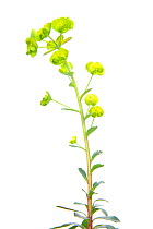 Wood Spurge (Euphorbia amygdaloides) in flower, Slovenia, Europe, April Meetyourneighbours.net project