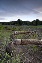 Trees felled by American Beaver (Castor canadensis) Upper Mississippi Wildlife Refuge, on the border of Minnesota and Wisconsin, USA, July.