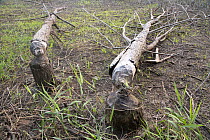 Trees felled by American Beaver (Castor canadensis) Upper Mississippi Wildlife Refuge, on the border of Minnesota and Wisconsin, USA, July.