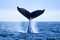 Humpback Whale (Megaptera novaeangliae) tail slapping, tail lob, lobtailing. Vancouver Island, British Columbia, Canada, July.