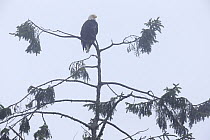 American bald eagle (Haliaeetus leucocephalus) sitting in a tree on a misty, foggy day. Vancouver Island, British Columbia, Canada, August.