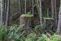 Cut off tree stumps, probably cut a 100 years ago in between planted forest for timber and papermills. Vancouver Island, British Columbia, Canada, August.