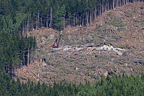 Area of  clearcut coniferous forest. British Columbia, Canada, August 2013