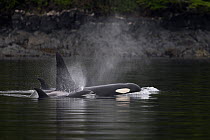 Orca (Orcinus orca) group surfacing, Johnstone strait, British Columbia, Canada, August.