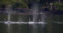 Orca (Orcinus orca) pod surfacing, Johnstone strait, British Columbia, Canada, August.
