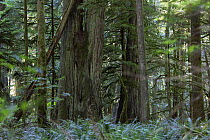 Western Red Cedar tree (Thuja plicata) in temperate rainforest. Cathedral grove in MacMillan provincial park, Vancouver Island, British Columbia, Canada, August.