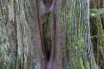Western Red Cedar (Thuja plicata) tree trunk in temperate rainforest. Cathedral grove in MacMillan provincial park, Vancouver Island, British Columbia, Canada, August.