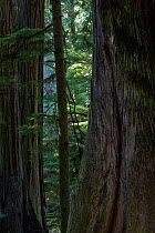 Western Red Cedar trees (Thuja plicata) in temperate rainforest. Cathedral grove in MacMillan provincial park, Vancouver Island, British Columbia, Canada, August.