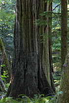 Western Red Cedar tree (Thuja plicata) in temperate rainforest. Cathedral grove in MacMillan provincial park, Vancouver Island, British Columbia, Canada, August.