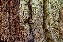 Bark of possibly an ancient Douglas fir tree (Pseudostsuga menziesii) or Coast grand fir (Abies grandis). MacMillan Provincial park, Vancouver Island, British Columbia, Canada, August.