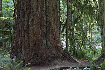 Ancient tree, possibly Douglas fir (Pseudostsuga menziesii) or Coast grand fir (Abies grandis) MacMillan Provincial park, Vancouver Island, British Columbia, Canada, August.