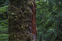Temperate rainforest with ancient Red cedar tree (Thuja plicata). Pacific Rim National Park, Vancouver Island, British Columbia, Canada, August.