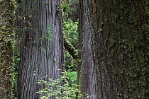 Temperate rainforest with ancient Red cedar trees (Thuja plicata). Pacific Rim National Park, Vancouver Island, British Columbia, Canada, August.