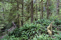 Temperate rainforest scenic with ancient Red cedar trees (Thuja plicata) and a forest trail walkway for visitors. Pacific Rim National Park, Vancouver Island, British Columbia, Canada, August.