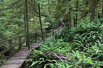 Temperate rainforest scenic with ancient Red cedar trees (Thuja plicata) and a forest trail walkway for visitors. Pacific Rim National Park, Vancouver Island, British Columbia, Canada, August.