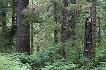 Temperate rainforest scenic with ancient Red cedar trees (Thuja plicata) and dead stump with bracket fungi. Pacific Rim National Park, Vancouver Island, British Columbia, Canada, August.