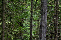 Temperate rainforest with ancient Red cedar trees (Thuja plicata). Pacific Rim National Park, Vancouver Island, British Columbia, Canada, August.