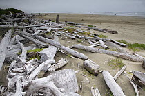 Driftwood washed up on sandy beach on a misty day. Wickaninnish Beach, Vancouver Island, British Columbia, Canada, August.