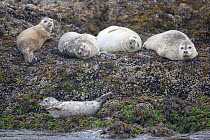 Harbor seals (Phoca vitulina) group resting on rocks. Vancouver Island, British Columbia, Canada, August.