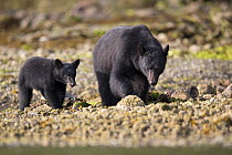 Vanouver Island Black bear (Ursus americanus vancouveri) sow with cub foraging on a rocky beach at low tide. Vancouver Island, British Columbia, Canada, August.