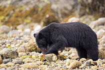 Vanouver Island Black bear (Ursus americanus vancouveri) sow foraging on a rocky beach at low tide. Vancouver Island, British Columbia, Canada, August.