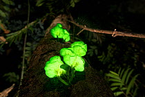 Glowing  / bioluminescent  fungi on rainforest tree, possibly Omphalotus nidiformis, Tableland rainforest, Far North Queensland, Australia