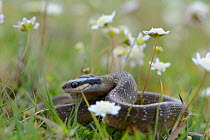 Juvenile Herald snake (Crotopheltis hotamboia) lying amongst Button daisies, DeHoop Nature Reserve, Western Cape, South Africa, August.