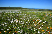 Landscape of Cape rain daisies (Dimorphotheca pluvialis) Postberg, West Coast, Western Cape, South Africa, August.