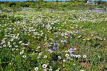 Cape rain daisies (Dimorphotheca pluvialis) flowering, Postberg, West Coast, Western Cape, South Africa, August.