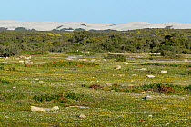 Early spring flowers and sand dunes, Dehoop Nature Reserve, Western Cape, South Africa, August.