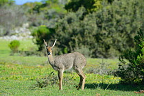 Young Common / Grey rhebok (Pelea capreolus) ram, Dehoop Nature Reserve, Western Cape, South Africa, August.