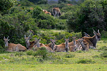 Eland (Tragelaphus oryx) herd lying down, DeHoop Nature Reserve, Western Cape, South Africa, August.