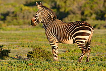 Stallion Cape mountain zebra (Equus zebra zebra) portrait, DeHoop Nature Reserve, Western Cape, South Africa, August, Vulnerable species.