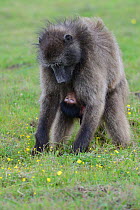 Female Chacma baboon (Papio ursinus) feeding infant (one day), DeHoop Nature Reserve, Western Cape, South Africa, August.