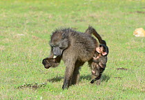 Female Chacma baboon (Papio hamadryas ursinus) feeding with infant (one day) clinging to leg, DeHoop Nature Reserve, Western Cape, South Africa, August.