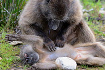 Female Chacma baboon (Papio hamadryas ursinus) grooming young daughter, DeHoop Nature Reserve, Western Cape, South Africa, August.